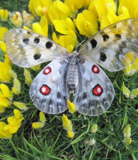 Mariposa con alas abiertas